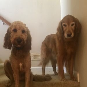 Meet your Posher, Purdue